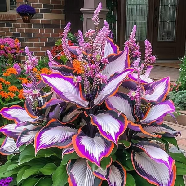 🌟Spring & Winter Growing🍃Premium Rare Hosta Seeds🌿Ideal for Cut Flowers【98% Germination Rate】