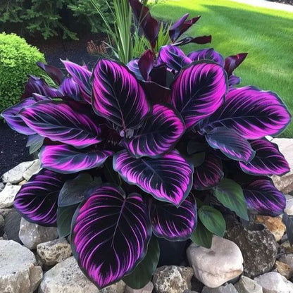 🌿Rare Hosta Seeds – Add Color Variety to Your Space