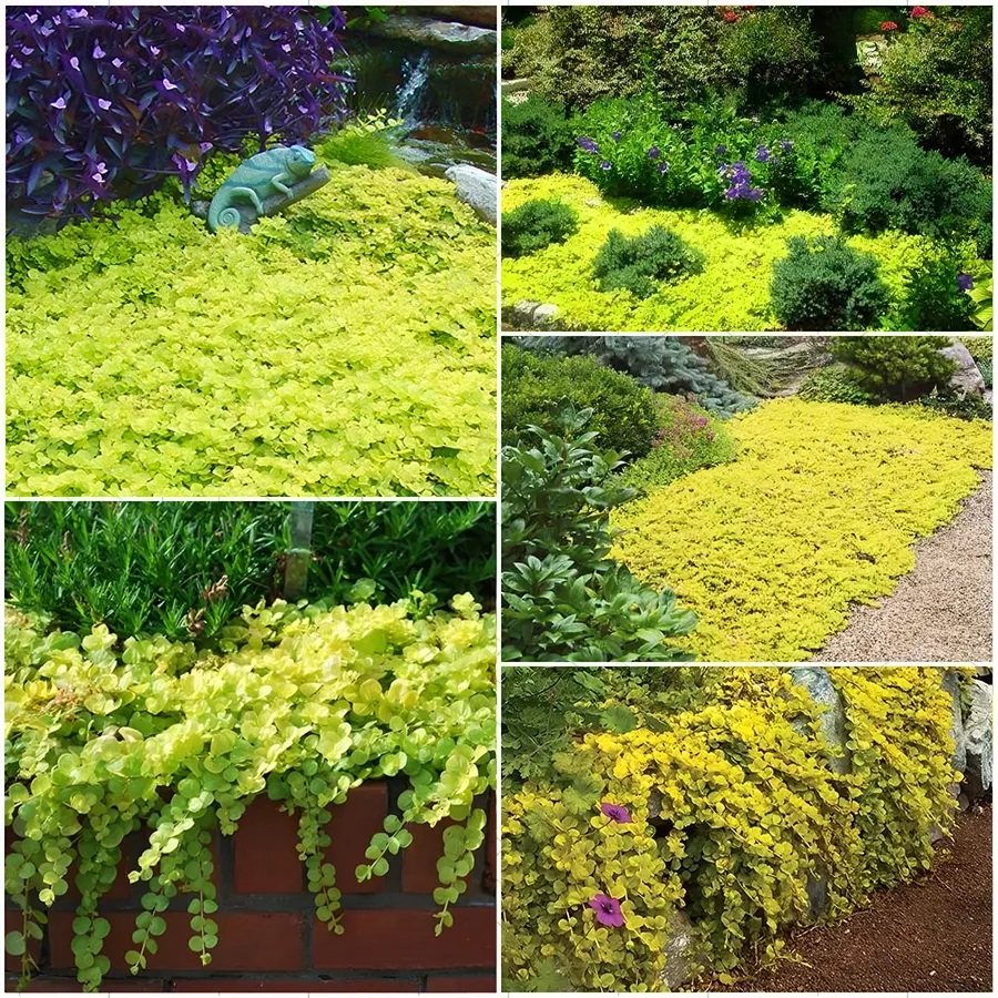 🌈Golden Leaf Sedge – Wonderful Yellow-Green Ground Cover Plant✨