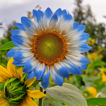Sunflower Seeds – Midnight Blaze