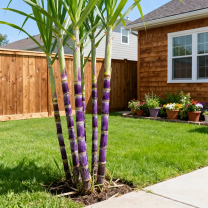 🌱 High-Yield Sugarcane Seeds – Easy to Grow & Survive, Ideal for Home Fruit Planting