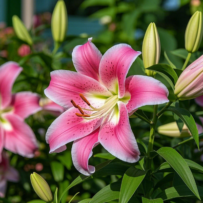 🌺Fresh Sweet Perfume Lily Bulbs