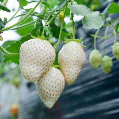 Rare Milk Strawberry Seeds – 1 Bag