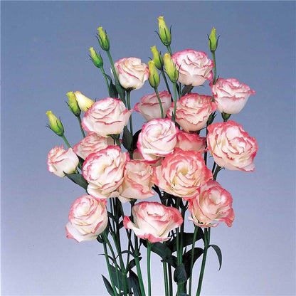 🌼Lisianthus Seeds – Perennial & Long-Flowering