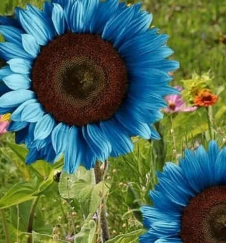 🌻 Colorful Sunflower Mix Seeds ✨ Grow a Bright, Vibrant Garden Easily