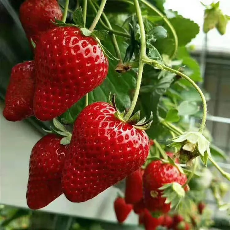 🍓Strawberry Seeds for All-Year Growing