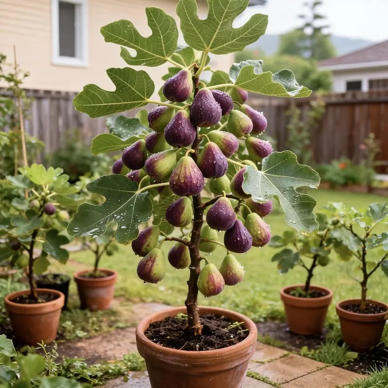 🏆 Over 65,000 Sold! 🌿 Ficus Carica Seeds – Easy to Grow at Home on Your Balcony or Terrace