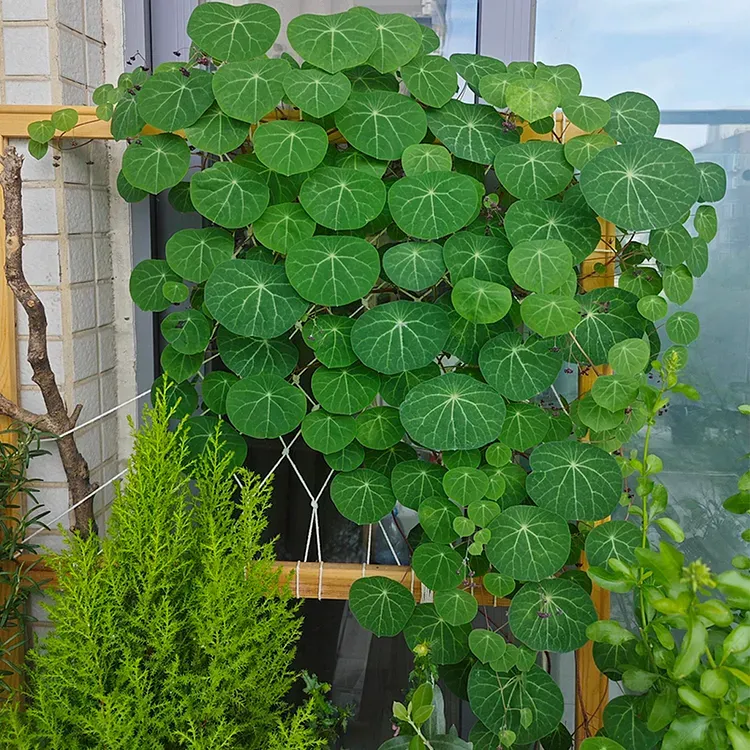 ✨💚Air-Purifying Green Plants🌿Mountain Tortoise