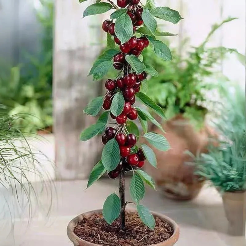 🍒 Premium Sweet Cherry Seeds (New Harvest) – 99% Germination Rate | Pre-Primed for Fast Sprouting