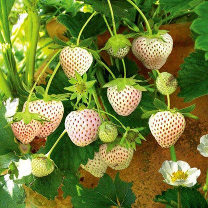 Rare Milk Strawberry Seeds – 1 Bag