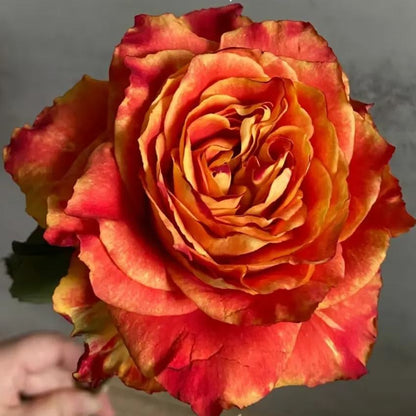 Rose Seeds – 'Ode to Joy' Variety