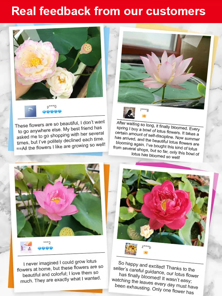 【Blooms Even at -20℃】🪷 Winter Ornamental Hydroponic Lotus Seeds – Up to 99% Survival Rate!