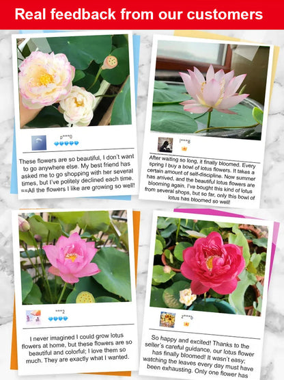 【Blooms Even at -20℃】🪷 Winter Ornamental Hydroponic Lotus Seeds – Up to 99% Survival Rate!