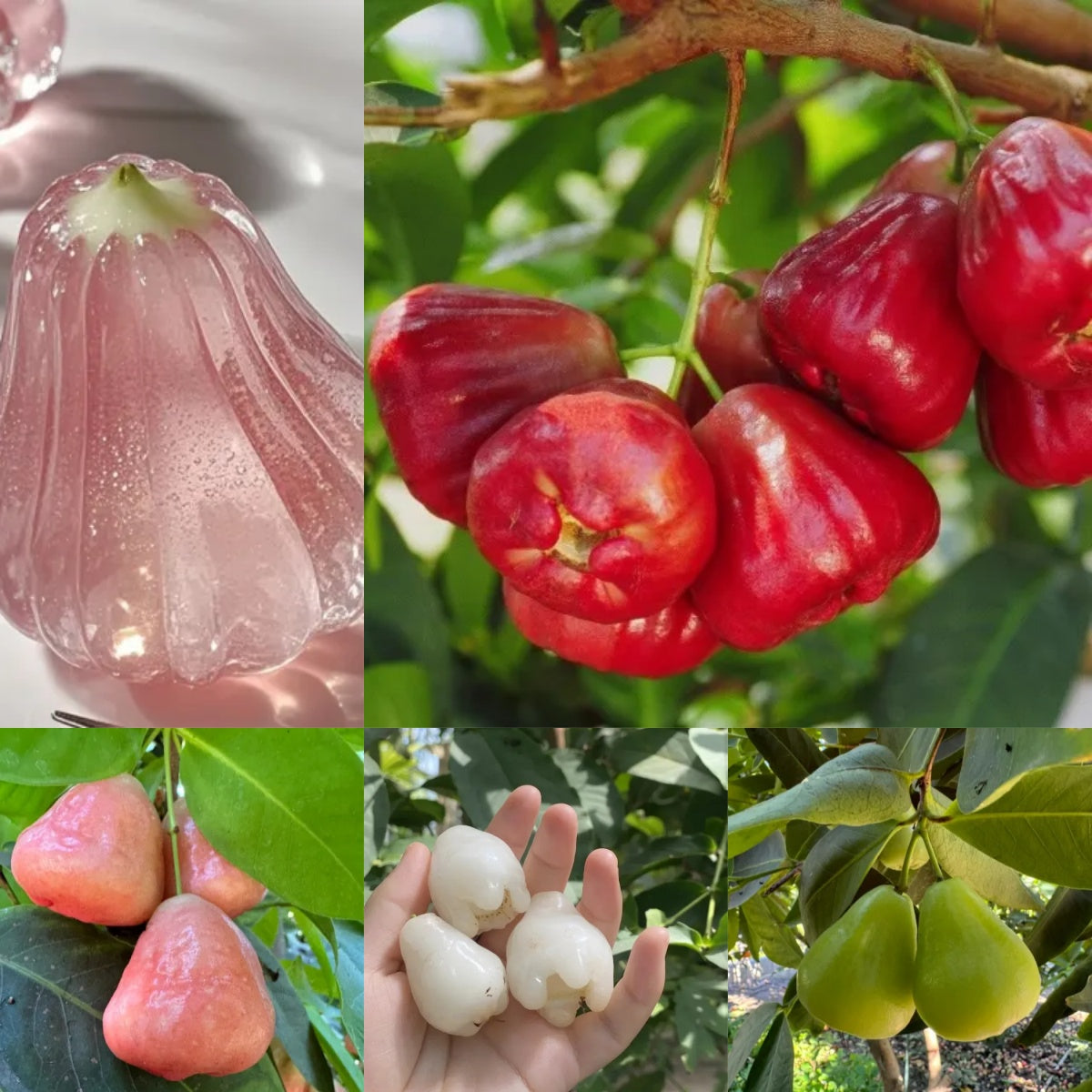 🍹Wax Apple Seeds – Sweet, Crispy & Juicy🪴
