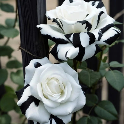 🖤Kuyla Twin Roses – Black & White Seeds