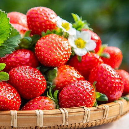 🍓Strawberry Seeds for All-Year Growing
