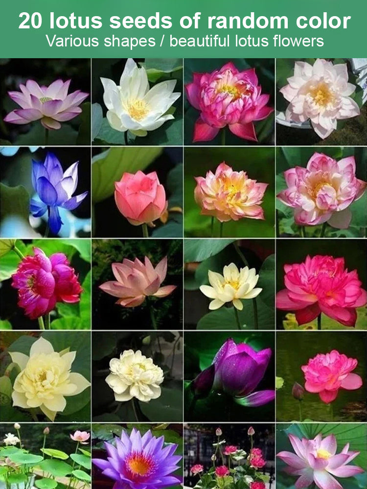 【Blooms Even at -20℃】🪷 Winter Ornamental Hydroponic Lotus Seeds – Up to 99% Survival Rate!