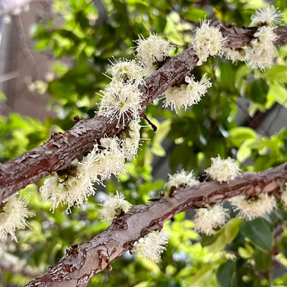 🌳🍇 Jaboticaba Heirloom Tree Seeds – Grapes That Grow on Trees!