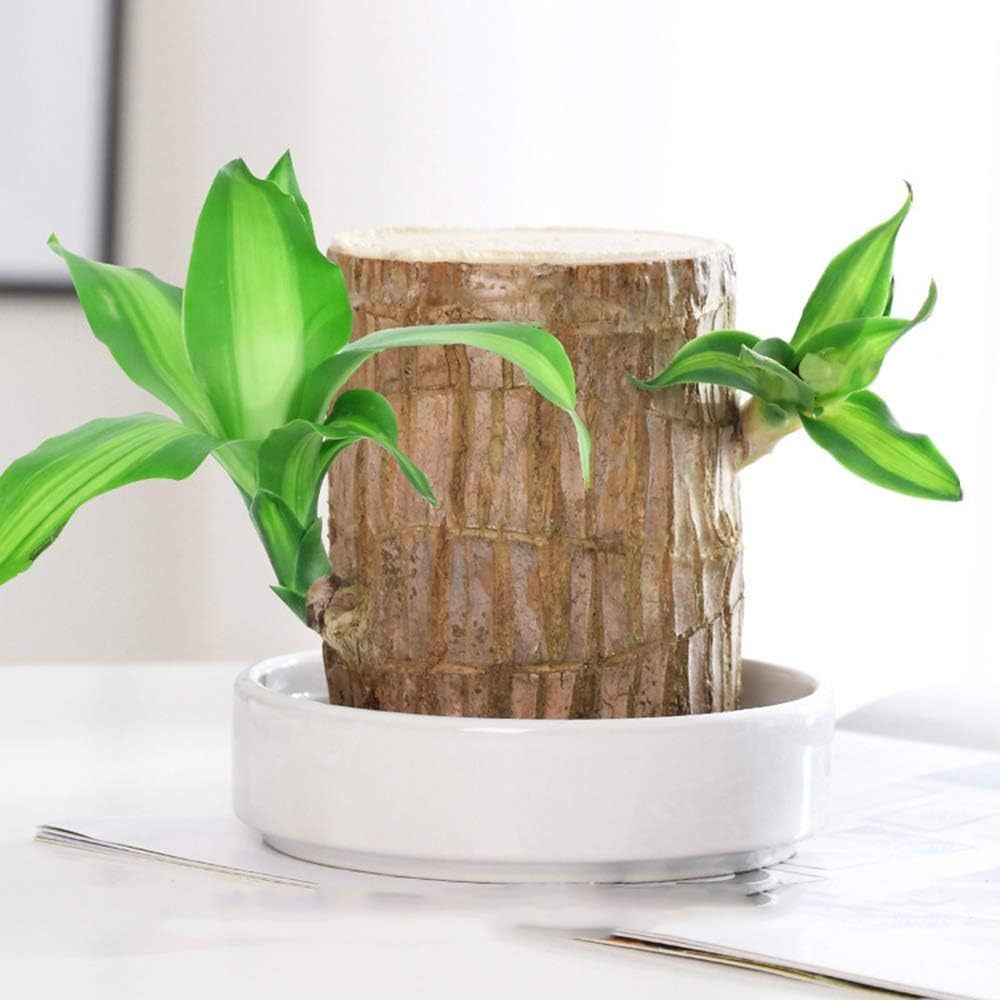 🎁Lucky Plant🪴Brazilian Wood🔥Top Bonsai Seller of 2026