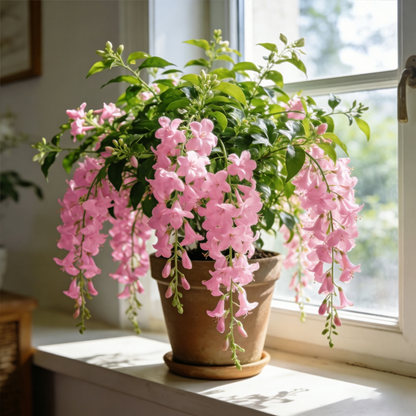 🌿Weeping Jasmine Seeds💮Gentle Aroma for Peaceful Dreams
