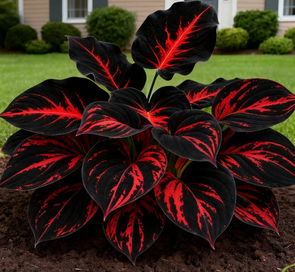 🔥🌌 Rare Dark Blue Flame Hosta Seeds – Glow-in-the-Dark Garden Magic