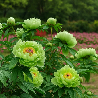 Rare Double Peonies – Big, Beautiful Blooms