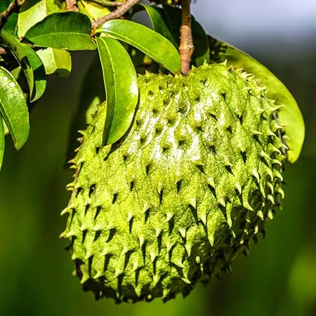 🏆Flash Sale⚡Almost Gone-💥🌸 Organic Soursop (Graviola) – Non-GMO Heirloom Tropical Fruit Variety