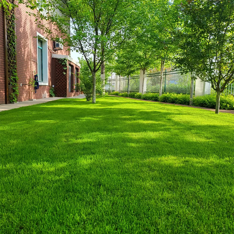 🌱 2026 Four Seasons Evergreen Grass Seed | Vibrant Green All Year, Durable