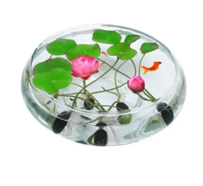 🎁50% Discount🌺Sacred Lotus Flower for Bonsai