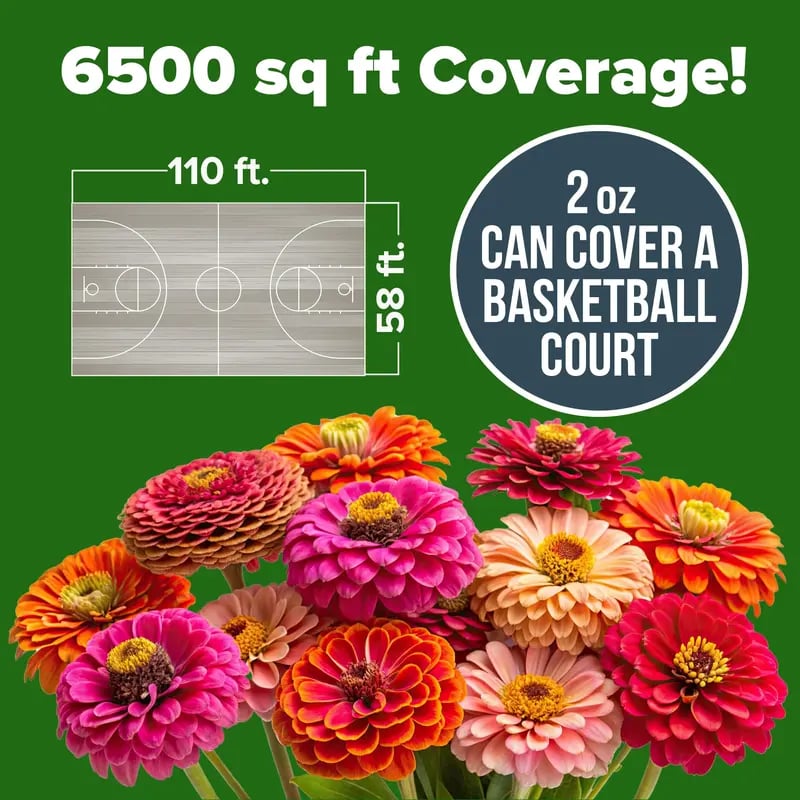 🔥Last Day 70% OFF🔥Zinnia Seeds – Pure, No Filler – Heirloom Flower Seeds