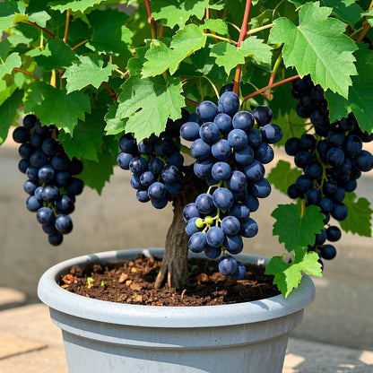 🌈Colorful Potted Grape Seeds – Black, Pink, Rainbow, Green