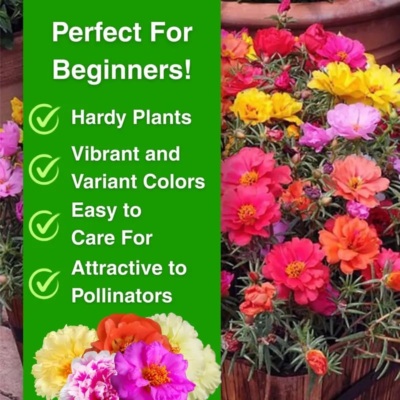 🌸 Double Flowered Moss Rose Seeds – 🌿Perennial Flower Seeds / Large Blooms / Easy to Grow