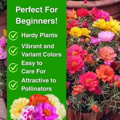 🌸 Double Flowered Moss Rose Seeds – 🌿Perennial Flower Seeds / Large Blooms / Easy to Grow