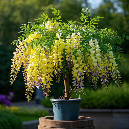 🌈🏠Wisteria Seeds – Create a Beautiful Space & Illuminate Hope💜🌼