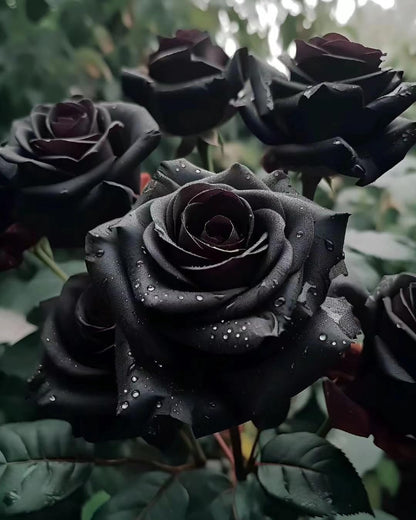 Rare Black Rose Seeds for Planting, Heirloom, Non-GMO 200+ Beautiful Flower Seeds for Home Garden Bonsai