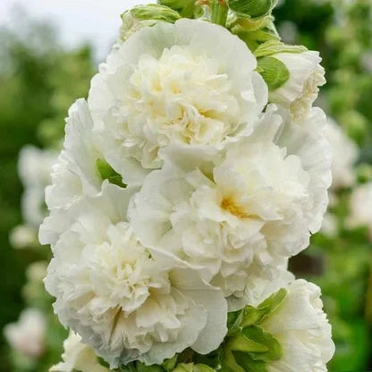 🌺Double Hollyhock Seeds – Fall & Winter Sowing, Perennial Flowers & Stunning Garden Elegance🍂