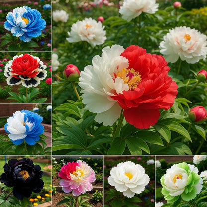 Rare Double Peonies – Big, Beautiful Blooms