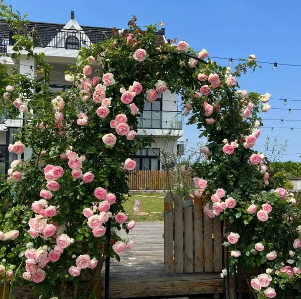 🌹Climbing Rose Flower Vine Seeds