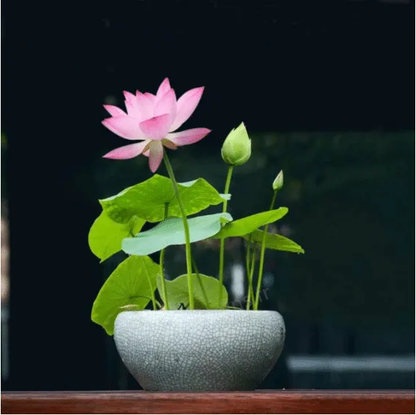 🎁50% Discount🌺Sacred Lotus Flower for Bonsai
