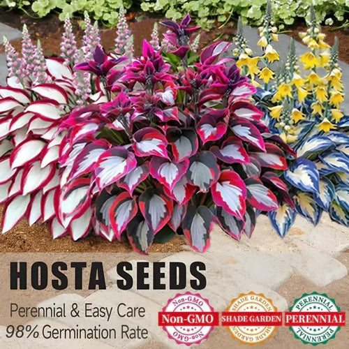 🌟Spring & Winter Growing🍃Premium Rare Hosta Seeds🌿Ideal for Cut Flowers【98% Germination Rate】