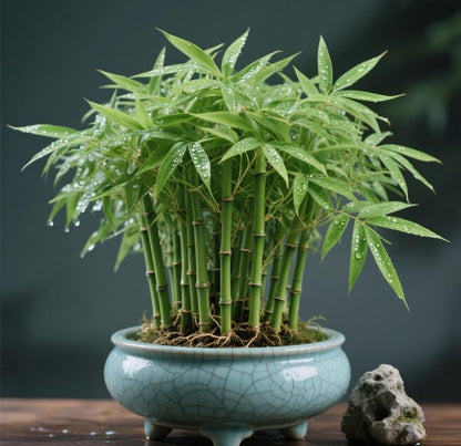 🎍Lucky Bamboo Cypress Seeds – Easy-Grow Hardy Evergreen for Home & Garden