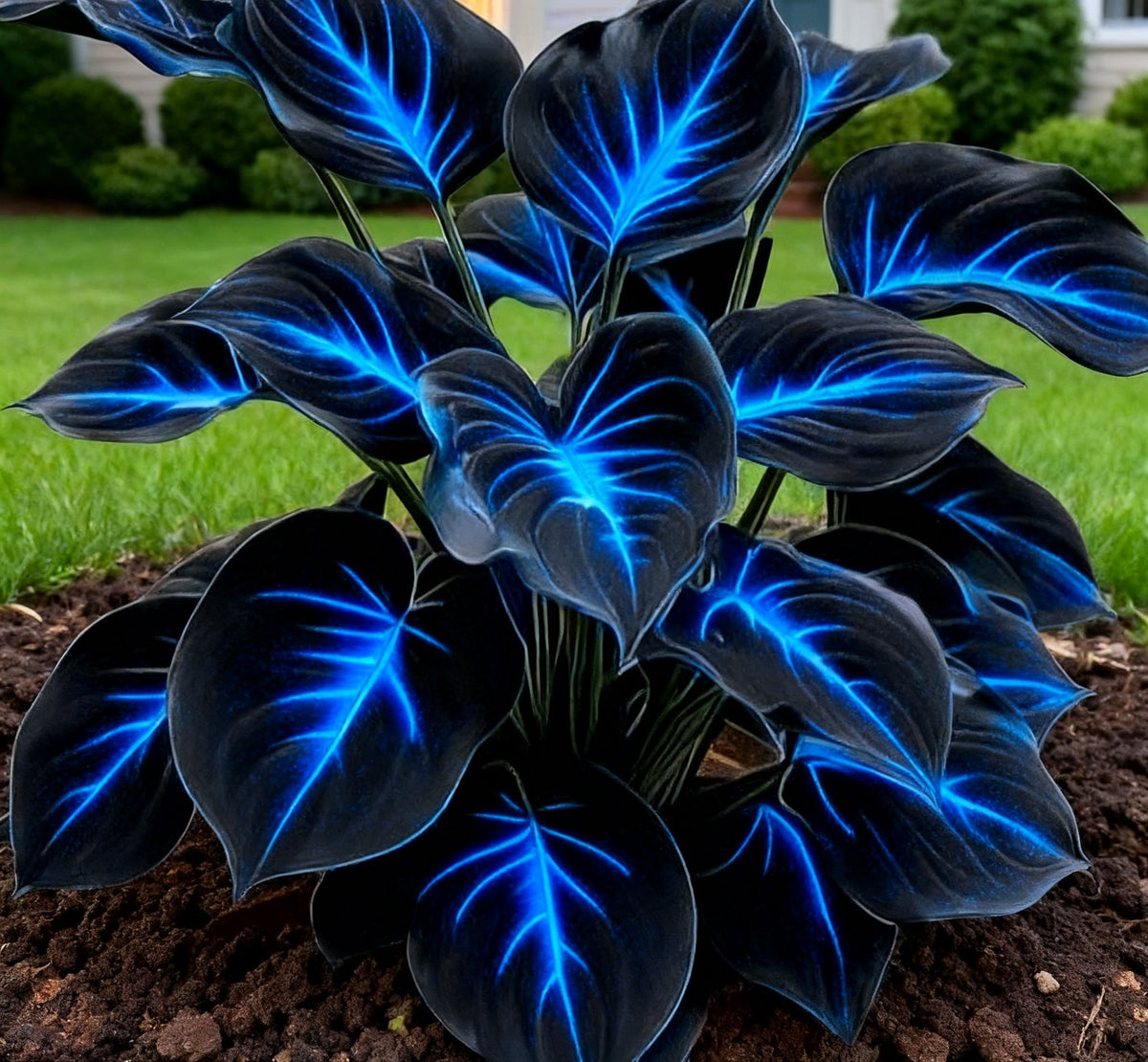 🔥🌌 Rare Dark Blue Flame Hosta Seeds – Glow-in-the-Dark Garden Magic
