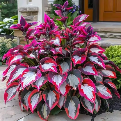 🌟Spring & Winter Growing🍃Premium Rare Hosta Seeds🌿Ideal for Cut Flowers【98% Germination Rate】