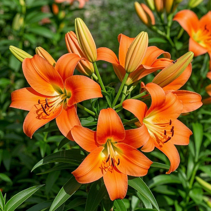 🌺Fresh Sweet Perfume Lily Bulbs