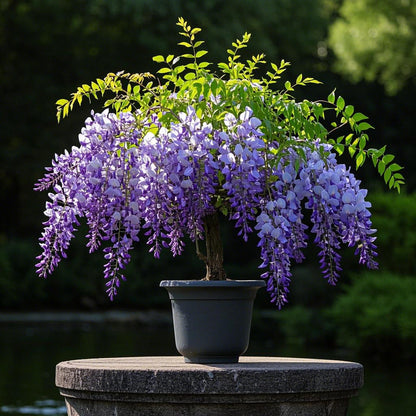 🌈🏠Wisteria Seeds – Create a Beautiful Space & Illuminate Hope💜🌼
