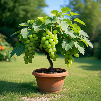 🌈Colorful Potted Grape Seeds – Black, Pink, Rainbow, Green