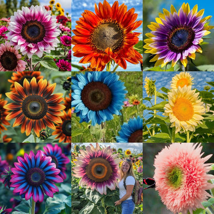 🌻 Colorful Sunflower Mix Seeds ✨ Grow a Bright, Vibrant Garden Easily
