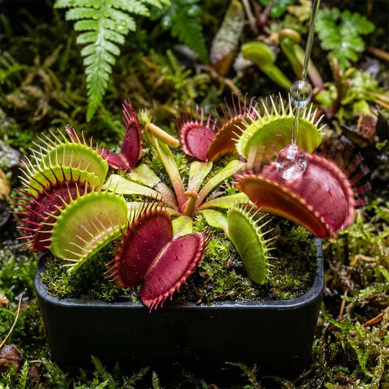 🌱[Amazing Venus Flytrap Seeds]—Grow Your Own Mini Carnivorous Plant!😱🌿
