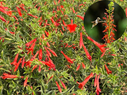 🔥🐦"Hummingbird Carpet"🌸Epilobium garrettii – Rainbow Color Burst 🌈