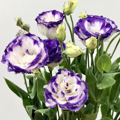 🌼Lisianthus Seeds – Perennial & Long-Flowering